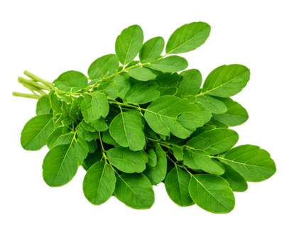 Moringa Leaf
