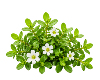 Bacopa Monnieri