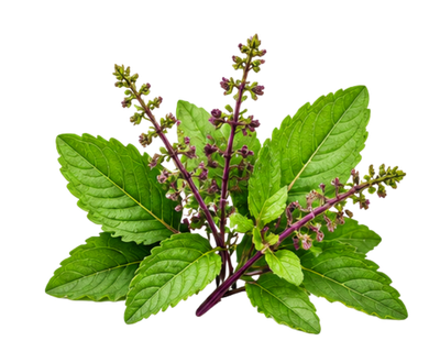 Tulsi Leaf