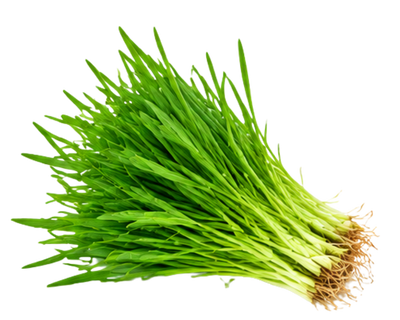 Wheatgrass