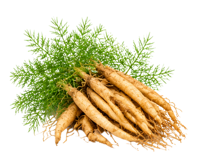 Shatavari Root