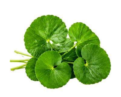 Gotu Kola