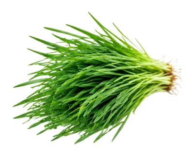 Barley Grass