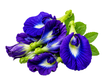 Butterfly Pea Flower