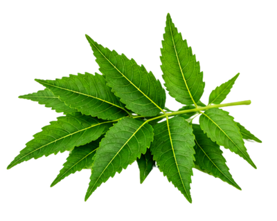 Neem Leaf