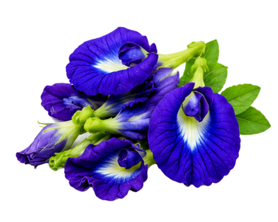 Butterfly Pea Flower