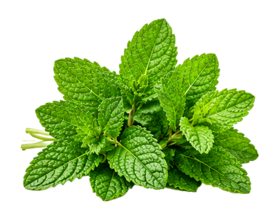 Mint Leaf