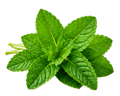 Mint Leaf