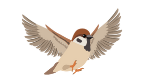 sparrow